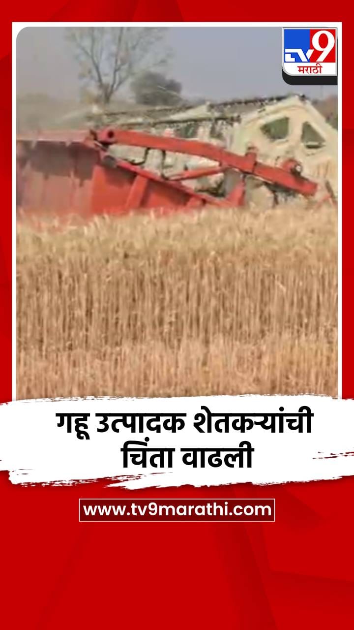 गव्हाला भाव मिळत नसल्याने नंदूरबारमध्ये शेतकरी आर्थिक संकटात