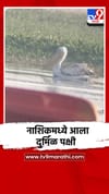 नाशिकमधील अभयारण्यात दुर्मिळ ग्रेट व्हाईट पेलिकन पक्ष्याचे आगमन.