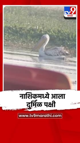 नाशिकमधील अभयारण्यात दुर्मिळ ग्रेट व्हाईट पेलिकन पक्ष्याचे आगमन