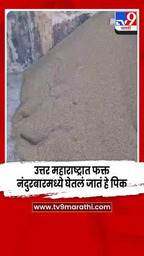 नंदुरबार बाजार समितीत ओव्याची आवक; 11 ते 16 हजारांपर्यंत दर.