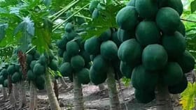 कच्ची पपई खाल्ल्यामुळे आरोग्याला काय फायदे होतात? जाणून घ्या.