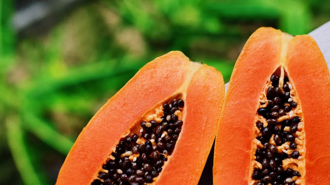 पपई शक्यतो फ्रिजबाहेरच ठेवावी. जास्त पिकलेली पपई काही दिवस फ्रिजमध्ये ठेवता येईल, पण कच्ची किंवा अर्धपिक पपई फ्रिजमध्ये ठेवल्यास ती नीट पिकत नाही आणि चव कमी होते. उन्हाळ्यात विशेष काळजी घ्या.