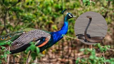 मोर विषारी साप खाऊनही जिवंत कसा राहतो? त्याचं हे गुपित तुम्हाला माहितीये का?