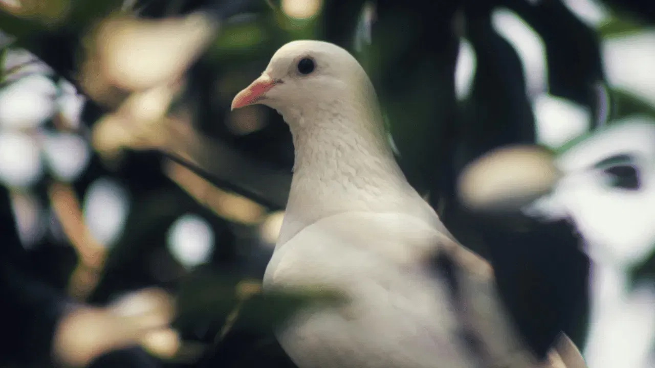 वातावरणातील बदल: कडाक्याची थंडी, पाऊस किंवा उष्णता यांसारख्या नैसर्गिक आपत्तींचा थेट परिणाम जंगली कबूतरांवर होतो, तर पाळीव पक्षी सुरक्षित निवाऱ्यात राहतात. 