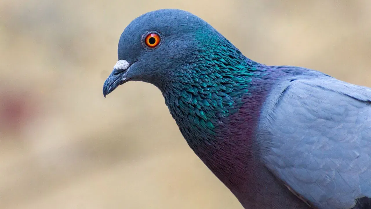 शिकारी प्राण्यांचा धोका: जंगलात कबूतरांना मांजर, ससाणा आणि इतर शिकारी प्राण्यांपासून धोका असतो, ज्यामुळे त्यांचे सरासरी आयुष्य कमी होते.