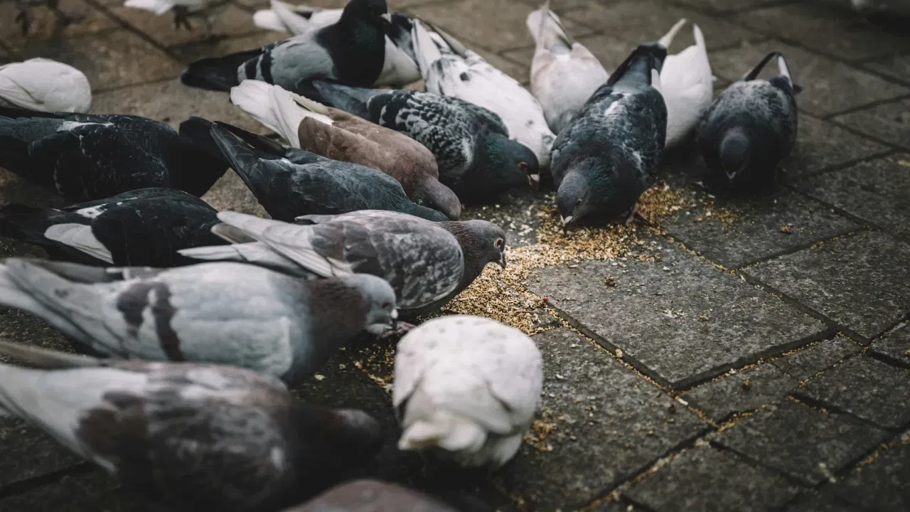 अन्नाची उपलब्धता: जंगली कबूतरांना अन्नासाठी संघर्ष करावा लागतो, तर पाळीव कबूतरांना वेळेवर आणि पोषक आहार मिळत असल्याने त्यांचे आरोग्य चांगले राहते.