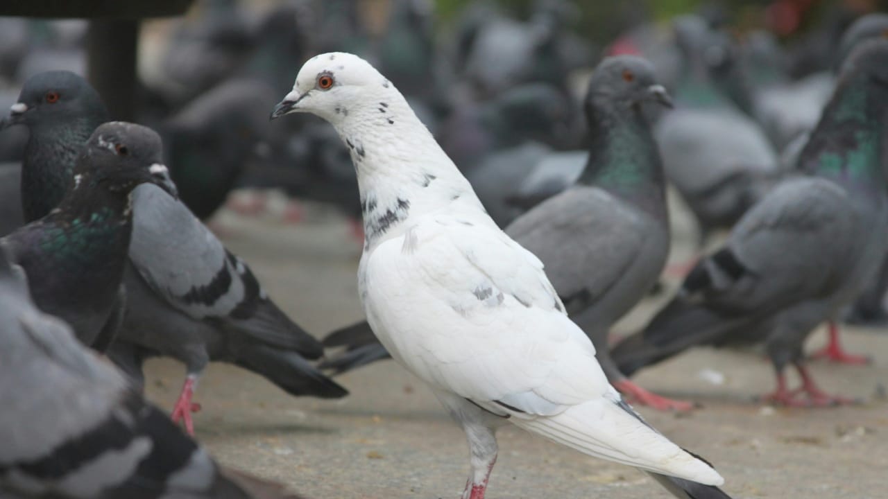 जंगली विरुद्ध पाळीव: जंगली कबूतरांचे आयुष्य साधारणपणे 3 ते 5 वर्षे असते, तर मानवी देखरेखीखालील पाळीव कबूतर 10 ते 15 वर्षांपर्यंत जगू शकतात.