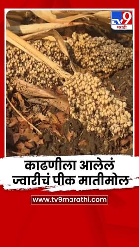 काढणीला आलेलं ज्वारीचं पीक मातीमोल; काढणीचा खर्चही निघेना