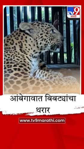 वनविभागाची मोठी कारवाई; सलग तिसऱ्या दिवशी बिबट्या जेरबंद