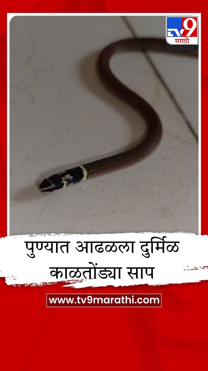 पुणे आढळला दुर्मिळ काळतोंड्या साप, सर्पमित्रांकडून सुरक्षित रेस्क्यू