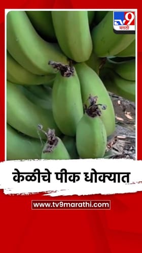 इराण-इस्रायल युद्धाचा जुन्नरमधील केळी उत्पादक शेतकऱ्यांना फटका.