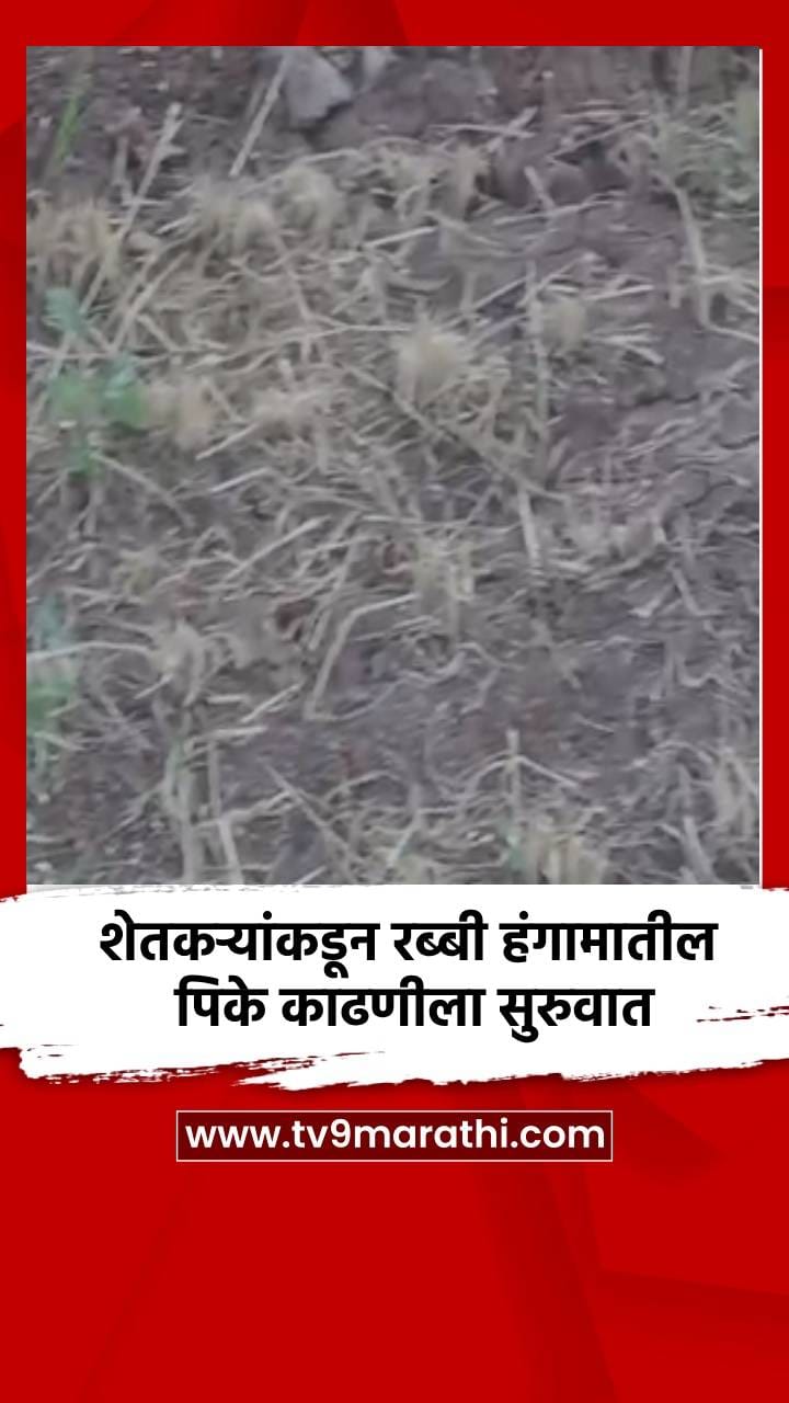 शेतकऱ्यांकडून रब्बी हंगामातील पिके काढणीला सुरुवात