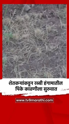 शेतकऱ्यांकडून रब्बी हंगामातील पिके काढणीला सुरुवात