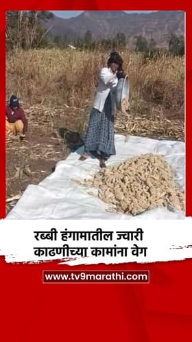 रब्बी हंगामातील ज्वारी काढणीच्या कामांना वेग.