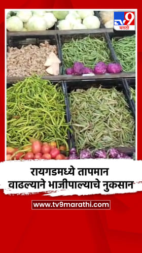 रायगडमध्ये तापमान वाढल्याने भाजीपाल्याचे नुकसान.