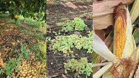 हातातोंडाशी आलेला घास निसर्गाने हिरावला; अवकाळीचा राज्याला मोठा तडाखा.