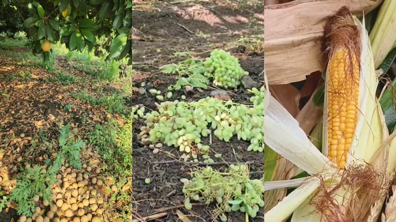 हातातोंडाशी आलेला घास निसर्गाने हिरावला; अवकाळीचा राज्याला मोठा तडाखा; कोणत्या जिल्ह्यांत सर्वाधिक नुकसान? हातातोंडाशी आलेला घास निसर्गाने हिरावला; अवकाळीचा राज्याला मोठा तडाखा; कोणत्या जिल्ह्यांत सर्वाधिक नुकसान?