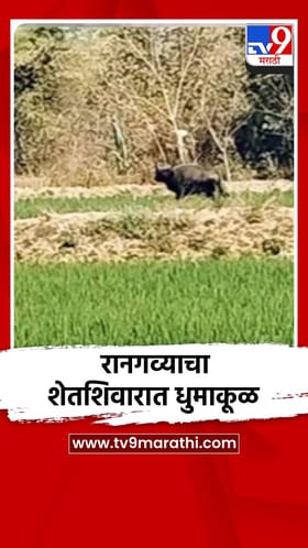 भंडाऱ्यात महाकाय रानगव्याचा उच्छाद, शेतकरी त्रस्त