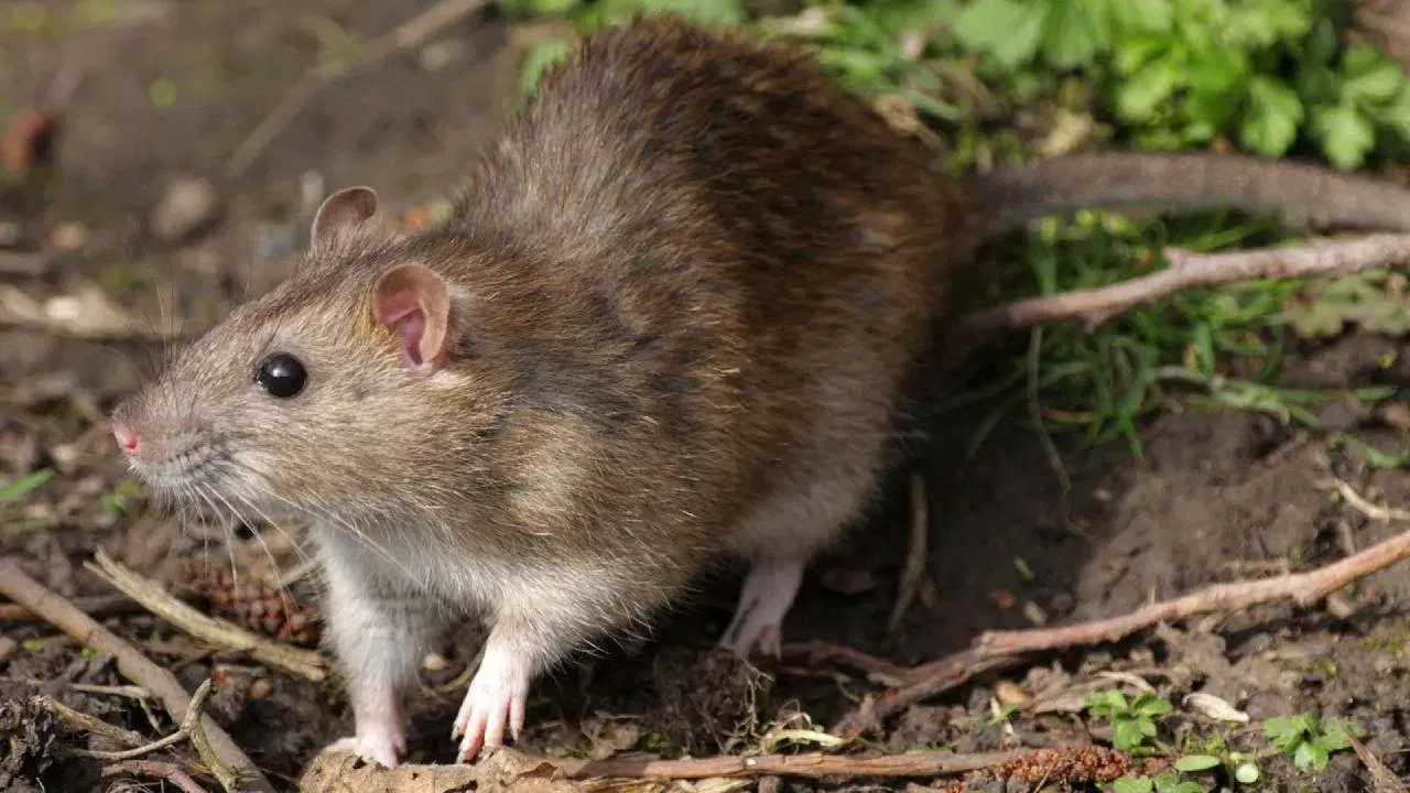 स्वच्छता महत्त्वाची: केवळ तुरटी वापरून चालत नाही, तर घराची स्वच्छता राखणे, खाद्यपदार्थ बंद डब्यात ठेवणे आणि भिंती किंवा जमिनीला असलेल्या भेगा बुजवणेही तितकेच गरजेचे आहे.