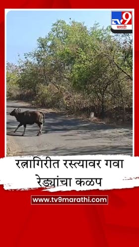 रत्नागिरीत रस्त्यावर गवा रेड्यांचा कळप, मानवी वस्तीकडे धाव घेतल्याने भीतीचे वातावरण