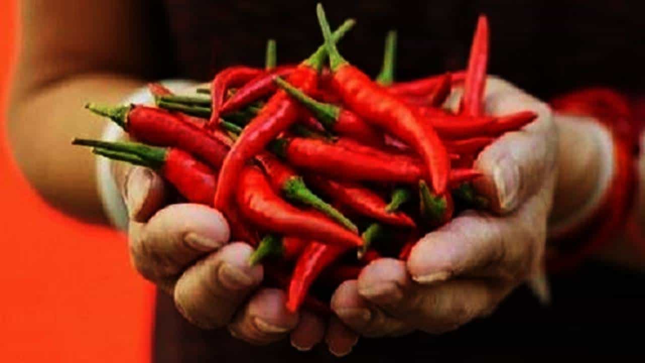 व्यवसायात नुकसान, लाल मिरचीचे हे उपाय तुमचे नशीब बदलून टाकतील