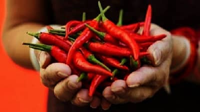 व्यवसायात नुकसान, लाल मिरचीचे हे उपाय तुमचे नशीब बदलून टाकतील