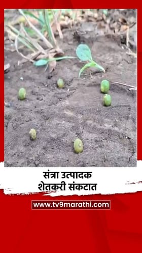 संत्रा उत्पादक शेतकरी संकटात.