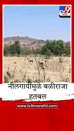 शहापुरात नीलगायींचा हैदोस, रब्बी पिके उद्ध्वस्त, बळीराजा हतबल