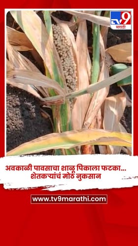 अवकाळी पावसाचा शाळू पिकाला फटका... शाळूचे उभे पीक झाले भुईसपाट... शेतकऱ्यांचं मोठं नुकसान