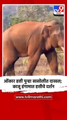 ओंकार हत्ती पुन्हा सासोलीत दाखल; काजू हंगामात हत्तीचे दर्शन