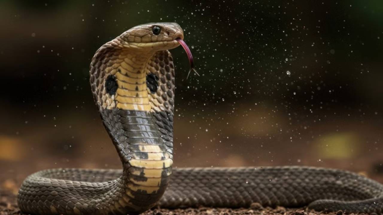 मगर पाण्यात असली तरीही ती बऱ्याचदा पाण्याच्या बाहेर सापाची शिकार करायला येते. साप दिसला तरीही अत्यंत शिताफीने मगर सापाची शिकार करते.