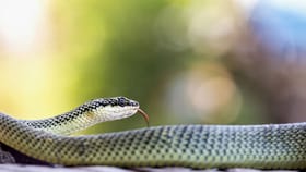 हे झाड म्हणजे सापांचं दुसरं घरच; तरीही अनेक जण मोठ्या हौसेने लावतात.