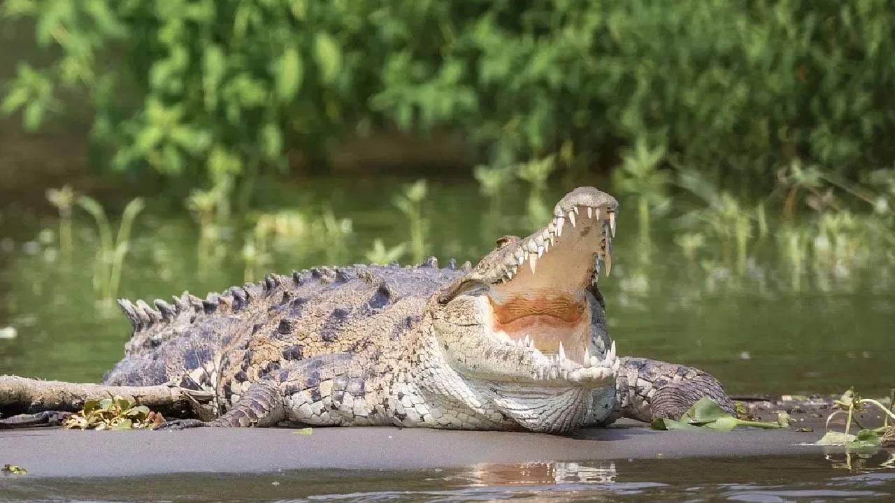सापाचे घातक विषही मगरच्या पुढे अजिबात काम करत नाही. साप मगरीच्या पुढे काहीच करू शकत नाही. क्षणात मोठी झडप मगर सापावर घालते आणि त्याचा जीव घेते.