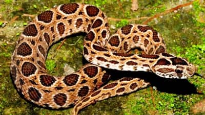 बाजारात 10 रुपयांना मिळणारी ही एक वस्तू फक्त खिशात ठेवा, आयुष्यात साप कधी जवळ येणार नाही, घरापासूनही राहील दूर