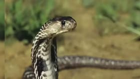 हा पक्षी म्हणजे सापांसाठी कर्दनकाळच, साप कधीच घरात येणार नाही.