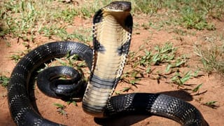 हा पक्षी म्हणजे सापांसाठी कर्दनकाळच, पाळला तर पुन्हा घरात कधीच साप दिसणार नाही, दूरूनच निघून जातात