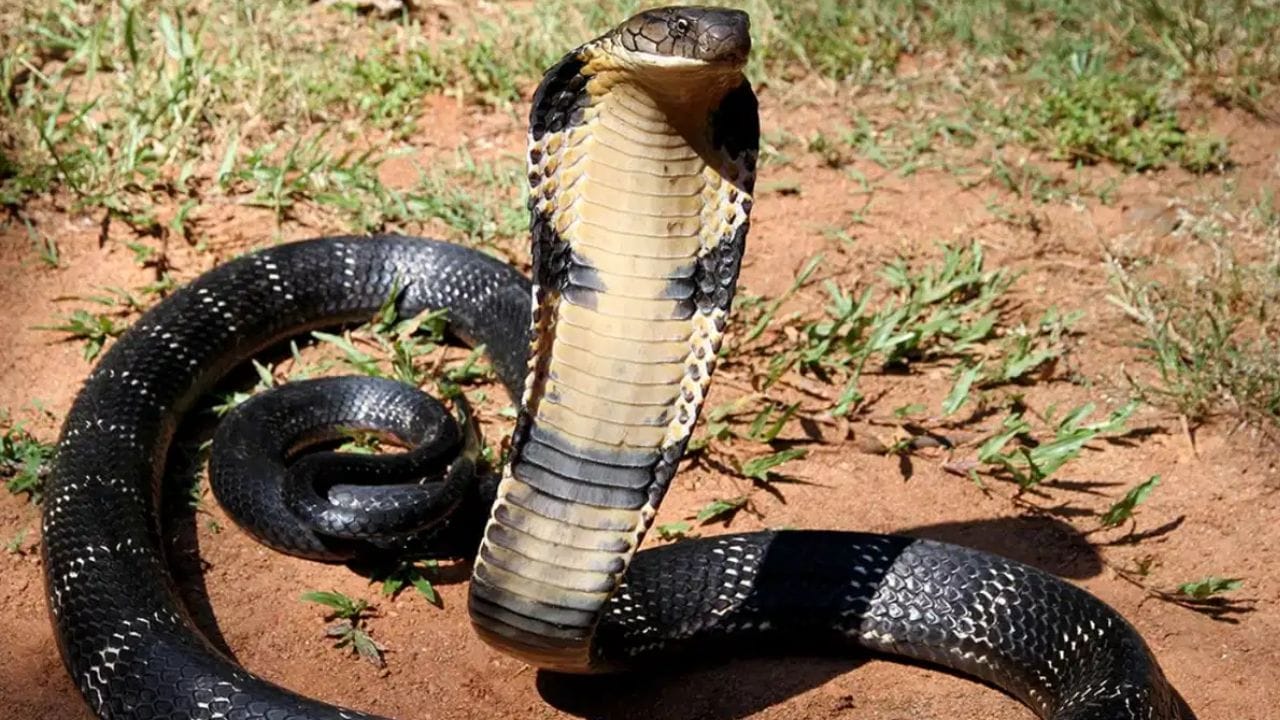 हा पक्षी म्हणजे सापांसाठी कर्दनकाळच, पाळला तर पुन्हा घरात कधीच साप दिसणार नाही, दूरूनच निघून जातात हा पक्षी म्हणजे सापांसाठी कर्दनकाळच, पाळला तर पुन्हा घरात कधीच साप दिसणार नाही, दूरूनच निघून जातात