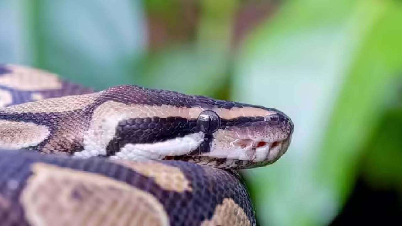 मुंगूस आणि साप यांच्यात वैर आहे. मुंगूस हा सापांसाठी खऱ्या अर्थाने यमराज आहे. सापाच्या विषावरचा उतारा त्याच्या नसांमध्ये आधीपासूनच असतो. तो विजेच्या वेगाने नागाशी झुंज देतो. मुंगूस कायमच सापाचा जीव घेतो.