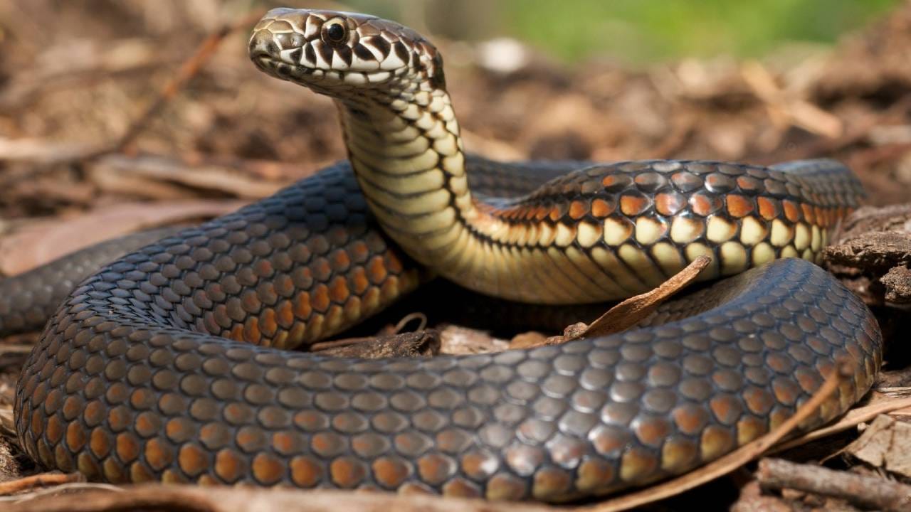 हा प्राणी दुसरा तिसरा कोणाही नसून मगर आहे. मगर आणि सापाची मोठी दुश्मनी असते. साप दिसताच मगर त्याच्यावर मोठा हल्ला करते. सापाला जिवंत मगर सोडत नाही.