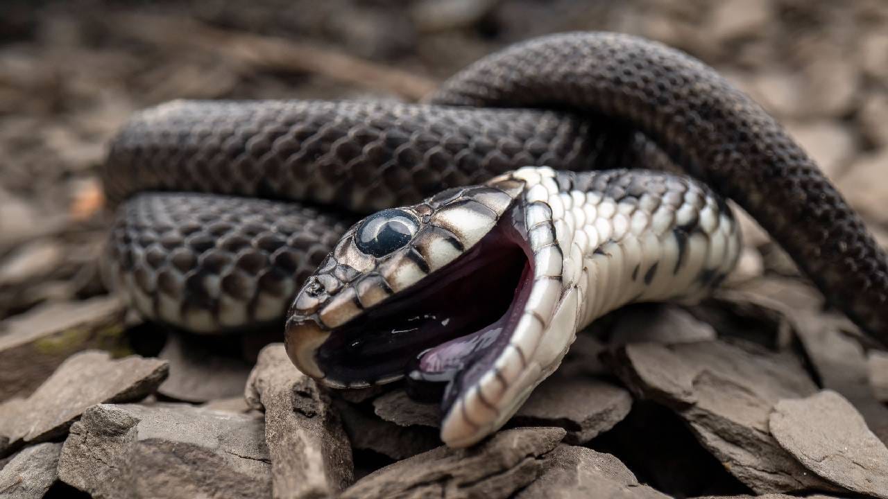 साप म्हटले की, आपल्यापैकी सर्वांच्याच काळजाचे पाणी होते. साप दिसला तरीही माणसाची झोप उडते. सापाचे स्वप्नही आले तरीही आपल्यापैकी अनेकजण घाबरतात. मात्र, सापाचाही एक मोठा बाप आहे.