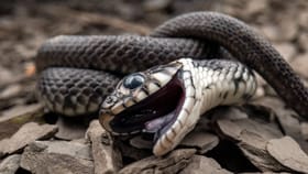 हा एकमेव प्राणी सापाचा काळ आहे, साप दिसताच घेतो झटक्यात जीव...