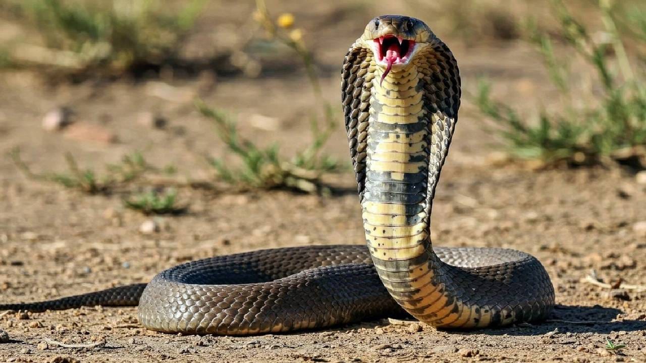 सापाला जवळपास सर्वच जण घाबरतात. पण एक असा प्राणी आहे, ज्याला सापच प्रचंड घाबरतो. एक झटक्यात हा प्राणी सापाचा जीव घेतो आणि त्याला संपवतो.