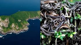 इथं फक्त सापांचं राज्य, माणूसही जायला घाबरतो; चुकूनही पाय ठेवला तरी....