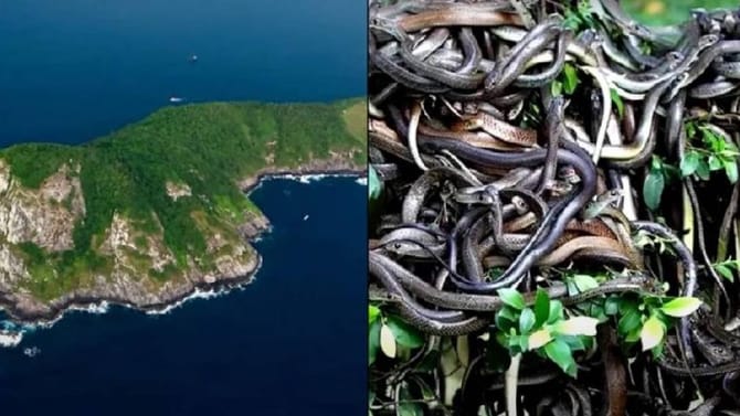 इथं फक्त सापांचं राज्य, माणूसही जायला घाबरतो; चुकूनही पाय ठेवला तरी...