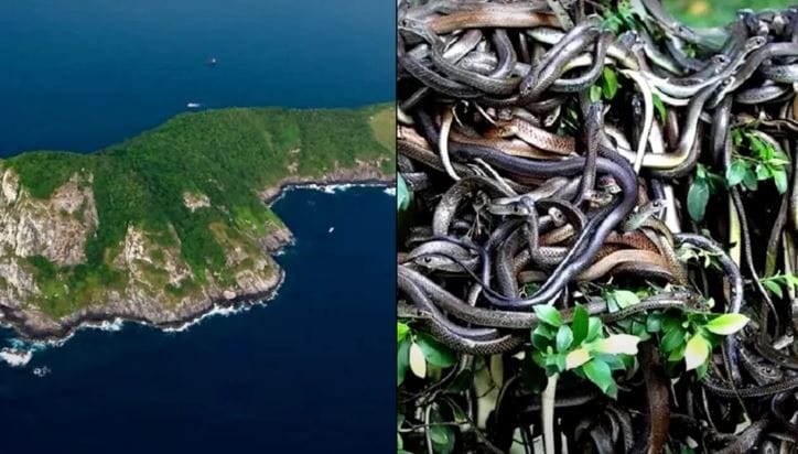 सापांचं विश्व हे मोठं गूढ आणि चमत्कारिक आहे. सरपटणारा हा प्राणी जगभरात आढळतो. काही साप हे खूपच विषारी असतात. त्यामुळेच माणूस सापांना घाबरतो. परंतु बहुसंख्य साप हे बिनविषारी असतात. 