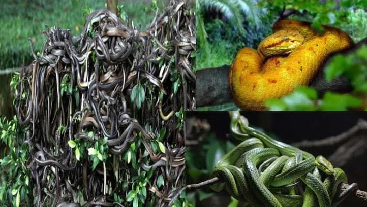 जगात असे एक ठिकाण आहे, जिथे फक्त सांपांचे राज्य आहे. या ठिकाणाचे नाव स्नेक आयलँड आहे. ब्राझीलपासून काही अंतरावरच हा आलँड आहे. इथे तुम्ही पाय जरी ठेवला तरी तुम्हाला साप चावण्याची भीती असते. 