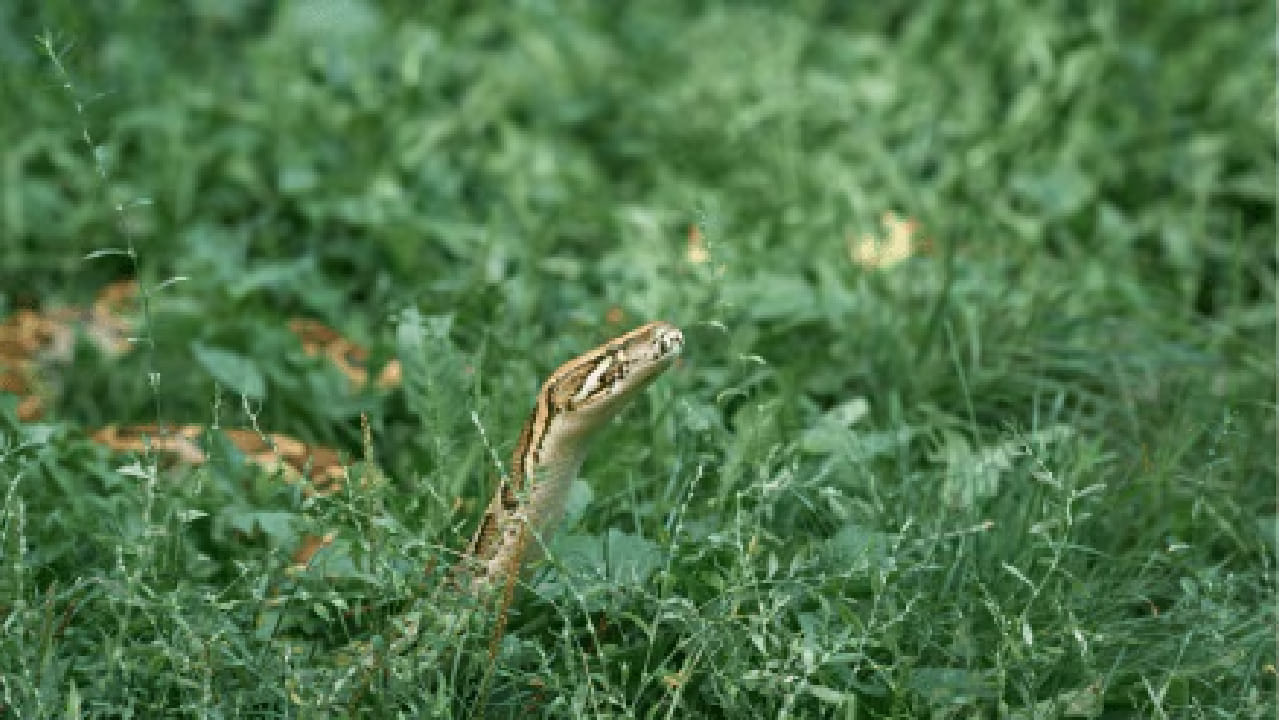 उन्हाळा आणि पावसाळ्यात साप दिसण्याचे प्रकार अधिक वाढतात. अशा वेळी घराभोवती किंवा बागेत साप येऊ नयेत यासाठी लोक विविध उपाय शोधत असतात. तज्ज्ञांच्या मते, सापांची वास घेण्याची क्षमता अत्यंत तीव्र असते आणि काही तीव्र, झोंबणारे किंवा उग्र वास त्यांना नकोसे वाटतात.