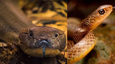 ही आयुर्वेदिक वनस्पती म्हणजे सापाचा सर्वात मोठा शत्रू, एकदा घरात लावली की निश्चिंत व्हायचं, साप पुन्हा दिसणारच नाही