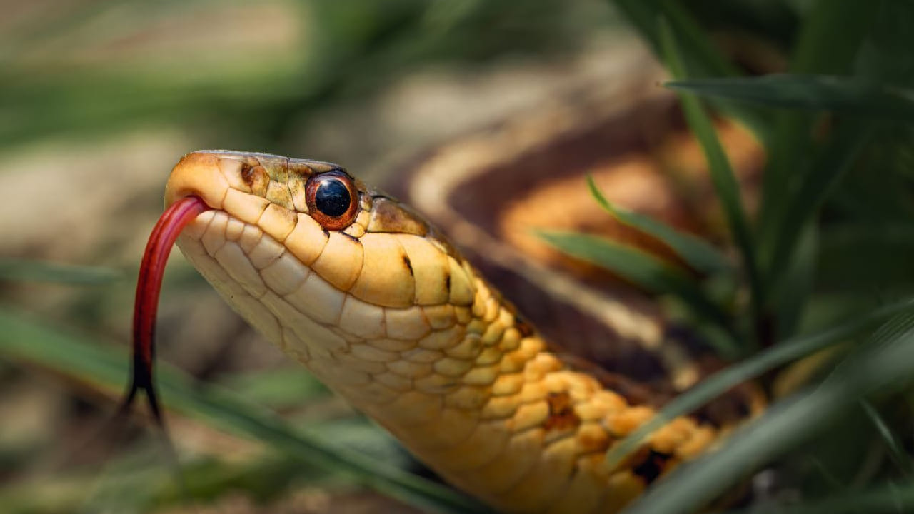 साप हे त्यांच्या विशेष अवयवाच्या मदतीने वास ओळखतात. त्यामुळे साप त्या ठिकाणापासून दूर राहण्याचा प्रयत्न करतात. कोणती आहेत ती ठिकाणे? जाणून घ्या सविस्तर