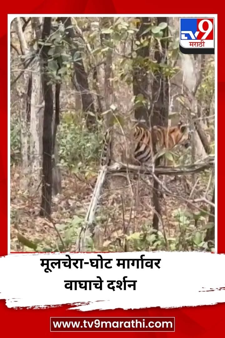 मूलचेरा-घोट मार्गावर वाघाचे दर्शन